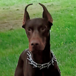 portada perros pulgosos