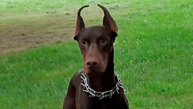 portada perros pulgosos