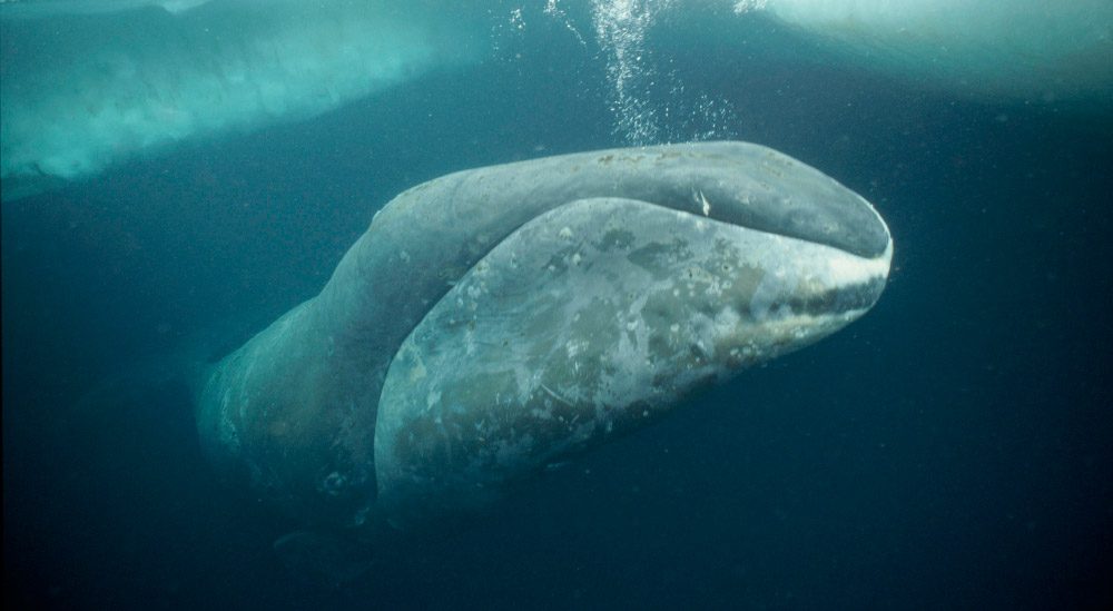 ballena boreal 2