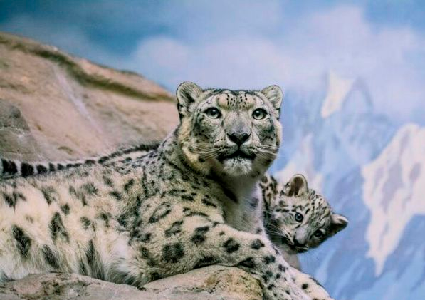 foto leopardo de las nieves