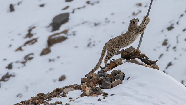 foto leopardo de las nieves